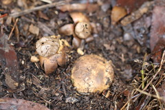 Myriostoma australianum