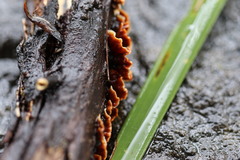 Xylobolus spectabilis