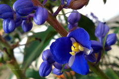 Dichorisandra thyrsiflora