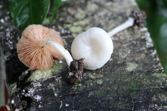 Entoloma sericellum