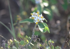 Solanum donianum