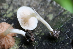 Entoloma sericellum