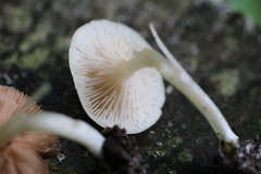 Entoloma sericellum