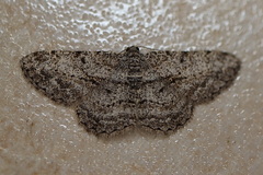 Psilalcis isombra