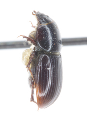 Calamosternus granarius