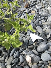 Solanum nitidibaccatum