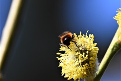 Cheilosia grossa