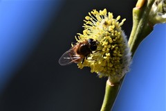 Cheilosia grossa