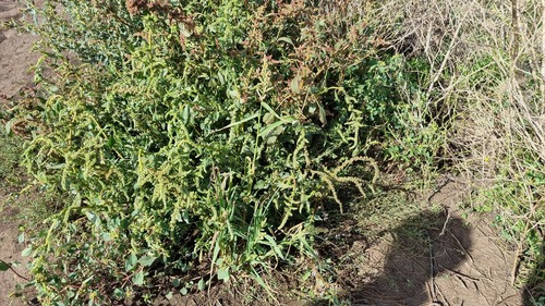 Ataco (Amaranthus quitensis)