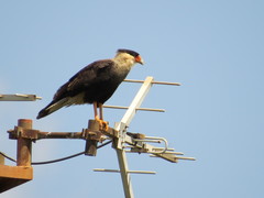 Caracara plancus