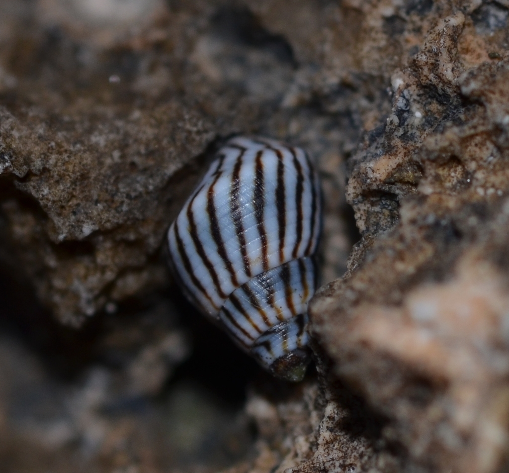 Slender Periwinkle
