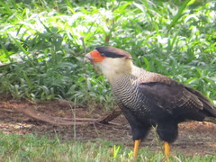 Caracara plancus