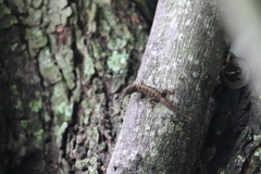 Gonatodes albogularis fuscus