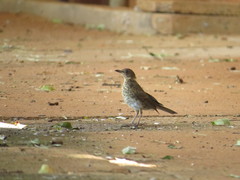 Turdus leucomelas