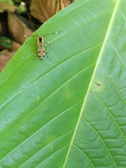 Colobothea macularis