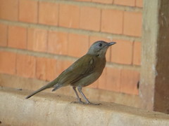 Turdus leucomelas