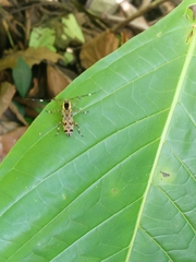 Colobothea macularis