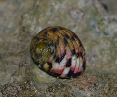 Nerita versicolor image