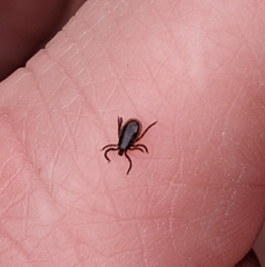 Ixodes pacificus
