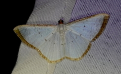 Leuciris