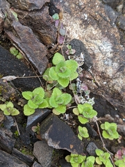 Veronica arvensis
