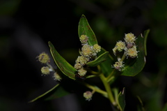Image of Conocarpus erectus