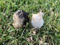 Fungi