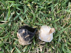 Fungi