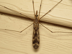 Pterelachisus
