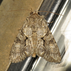 Achatia distincta