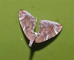 Eulithis molliculata