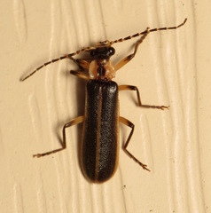 Podabrus basillaris