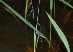 Indolestes insularis