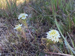 Triphysaria floribunda