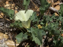 Calystegia collina