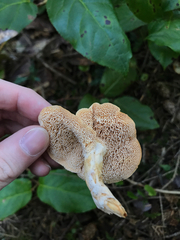 Hydnum melleopallidum