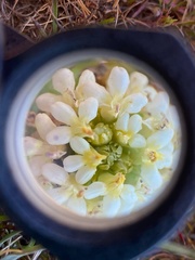 Triphysaria floribunda