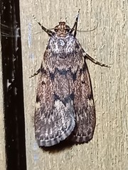 Mimaglossa nauplialis