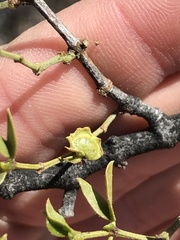 Asphondylia digitata