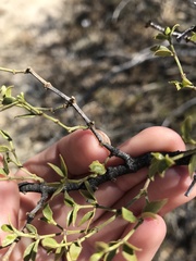 Asphondylia digitata