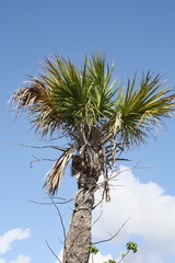 Image of Sabal palmetto