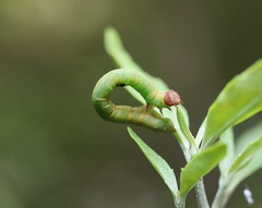 Didymoctenia exsuperata