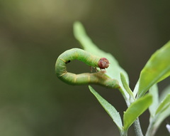 Didymoctenia exsuperata