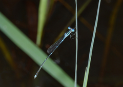 Indolestes insularis