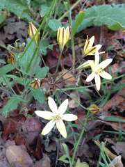 Triteleia ixioides scabra
