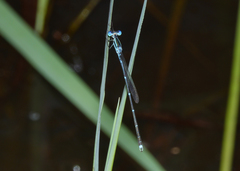 Indolestes insularis