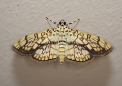 Haritalodes obliqualis