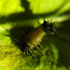 Cyrtonota thalassina