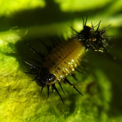 Cyrtonota thalassina