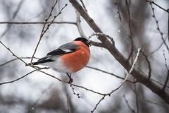 Pyrrhula pyrrhula